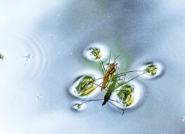 008 - petite camarque